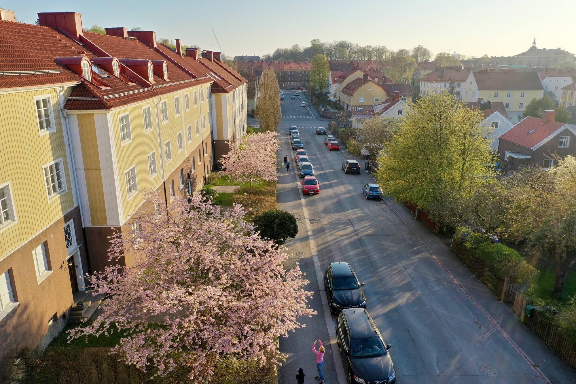 Blommande träd över gatan